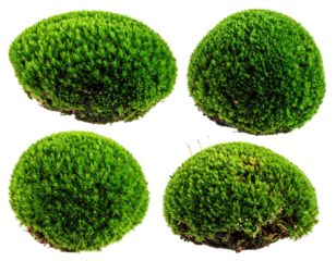 Close-up of four moss balls