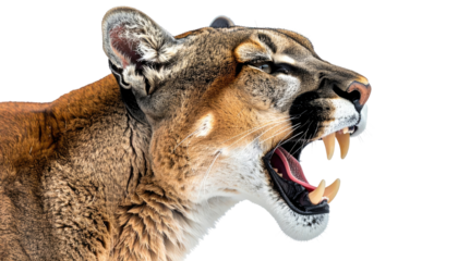 Close-up of a cougar's head and neck, mouth open in a roar