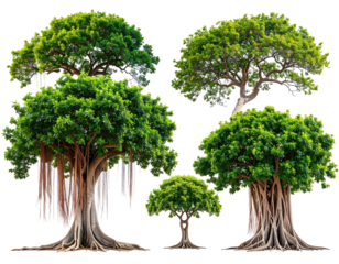 Group of lush tropical trees