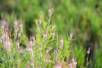 Boroco or Celosia argentea Linn is a plant that usually grows wild on the roadside is actually beneficial for herbal medicine