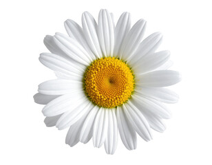 Close-up of a white daisy (1)