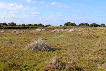 coastal wetlands landscape with grasses