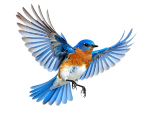 Vibrant blue bird in flight against a black background