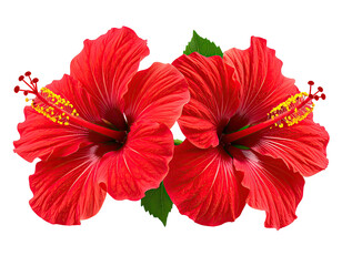 Two vibrant red hibiscus flowers