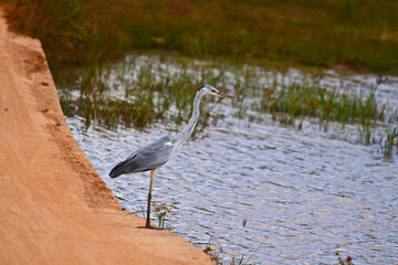Grey Heron with its distinctive grey plumage, long, elegant neck, and sharp, yellow-orange beak. The bird stands poised against a soft, blurred background of earthy tones, possibly water or mud.