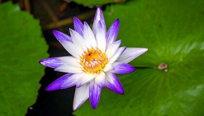 Vibrant lotus flower in pond
