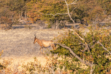 Closeup of a Red Hartebeest - Alcelaphus buselaphus Caama- also known as the Kongoni, or Cape Hartebeest on the plains of Etosha National Park.