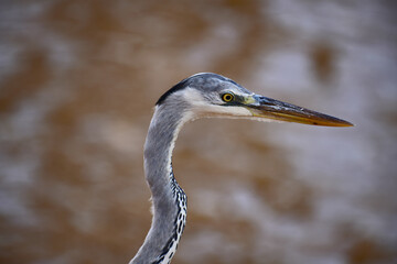 Grey Heron with its distinctive grey plumage, long, elegant neck, and sharp, yellow-orange beak. The bird stands poised against a soft, blurred background of earthy tones, possibly water or mud.