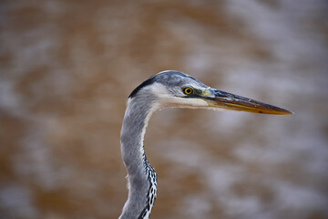 Grey Heron with its distinctive grey plumage, long, elegant neck, and sharp, yellow-orange beak. The bird stands poised against a soft, blurred background of earthy tones, possibly water or mud.