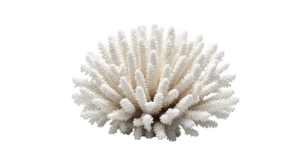 Closeup of a delicate white staghorn coral, showcasing its intricate branching structure and natural beauty isolated on transparent background