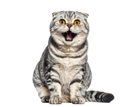 A Scottish Fold cat, wide-eyed and mouth agape