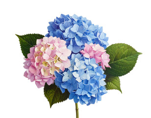 Vibrant bouquet of pink and blue hydrangeas