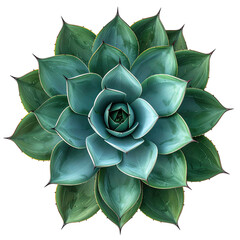 A rosette succulent, vibrant teal and green