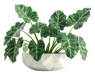 Alocasia plant in a geometric pot