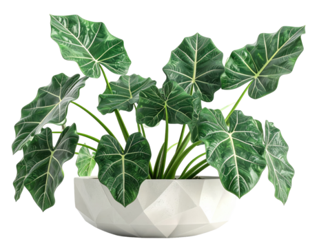 Alocasia plant in a geometric pot