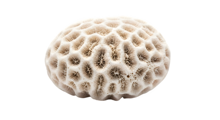 Brain coral isolated on transparent background, a captivating marine invertebrate with a unique, convoluted surface, showcasing natures intricate patterns