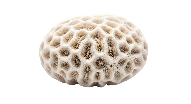Brain coral isolated on transparent background, a captivating marine invertebrate with a unique, convoluted surface, showcasing natures intricate patterns