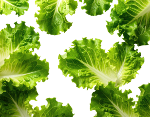 Close-up of overlapping lettuce leaves, outlined in black.  Bright, vibrant green leaves with intricate, irregular shapes