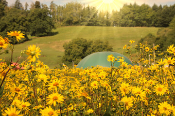 Silphie - Energiepflanze und Bienenweide Biogasanlage
