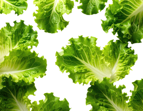 Close-up of overlapping lettuce leaves, outlined in black.  Bright, vibrant green leaves with intricate, irregular shapes