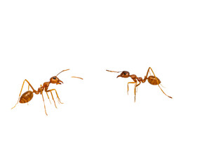 Fototapeta premium Two ants in profile, side view
