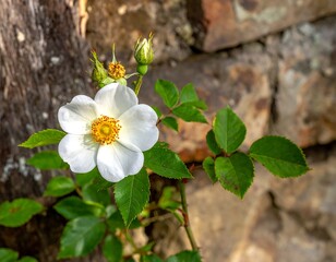 Fototapeta premium Close-up of a single white rose blossom with green leaves against a rocky background