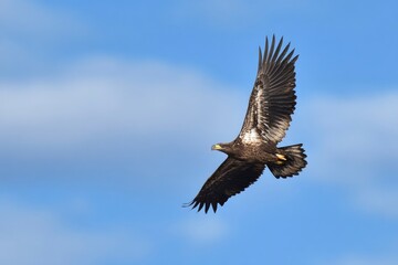 Naklejka premium Eagle soars against a soft blue sky wings spread wide feathers detailed and sunlit