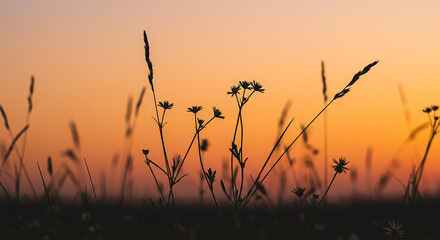 Obraz premium Silhouette of Wildflowers and Grass During Sunset in Natural Landscape