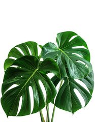 Lush, deep green monstera leaves against a black background