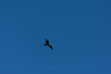 A Red Kite (Milvus milvus), a majestic raptor, soars with dark wings spread against the vast expanse of a clear blue sky.