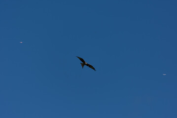 A Red Kite (Milvus milvus), a majestic raptor, soars with dark wings spread against the vast expanse of a clear blue sky.