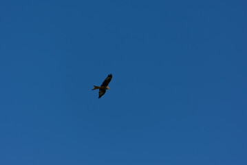 A Red Kite (Milvus milvus), a majestic raptor, soars with dark wings spread against the vast expanse of a clear blue sky.