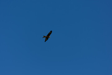 A Red Kite (Milvus milvus), a majestic raptor, soars with dark wings spread against the vast expanse of a clear blue sky.