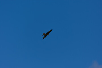 A Red Kite (Milvus milvus), a majestic raptor, soars with dark wings spread against the vast expanse of a clear blue sky.