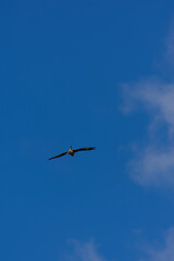 A Red Kite (Milvus milvus), a majestic raptor, soars with dark wings spread against the vast expanse of a clear blue sky.