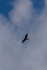 A Red Kite (raptor) is photographed from below, soaring high with its wings spread wide against a vast pale blue and cloudy sky, with ample negative space.