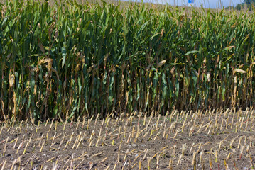 A cornfield shows the distinct contrast between the freshly harvested stubble in the foreground and a dense row of tall corn stalks still standing behind it.