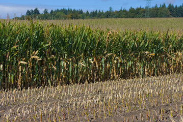 A cornfield shows the distinct contrast between the freshly harvested stubble in the foreground and a dense row of tall corn stalks still standing behind it.