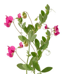 delicate pink sweet pea flowers with green leaves blooming on a transparent background