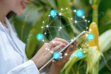 Science team working and researching in corn and organic farm. Quality check, laboratory greenhouse technology icon concept.