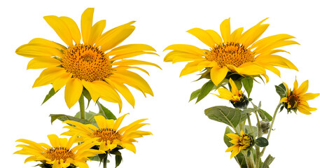 bright yellow sunflowers radiate warmth and cheer on a dark backdrop.