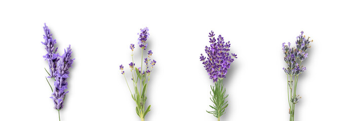 four fresh sprigs of fragrant purple lavender flowers isolated against a transparent background