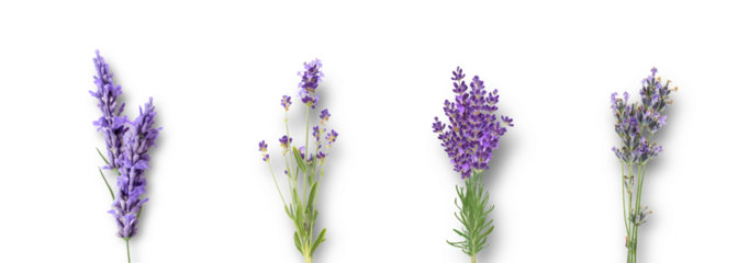 four fresh sprigs of fragrant purple lavender flowers isolated against a transparent background