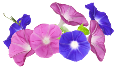 vibrant pink and blue morning glory flowers blooming against a dark background
