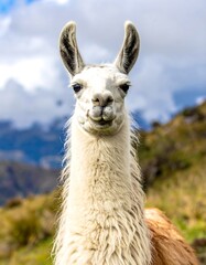 Obraz premium A llama stares directly at the camera