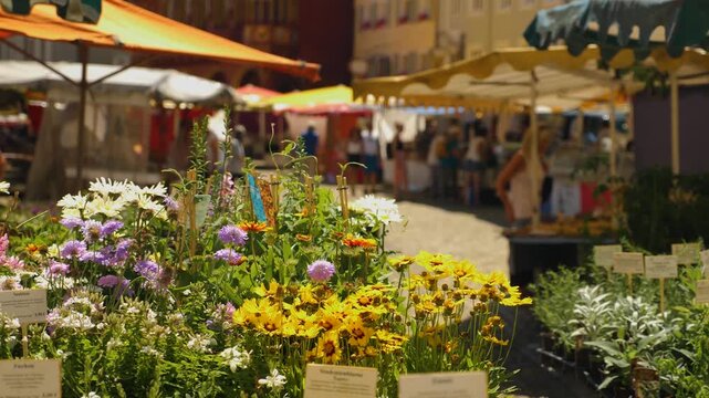 Street view around the Old town of the city Freiburg im Breisgau in Germany on a sunny day in summer