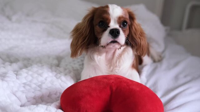 Purebred Cavalier King Charles Spaniel plays on bed with stuffed animal in his mouth, chewing on a heart-shaped toy. A great pet idea.