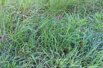 Texture of a fresh green grass background. Close up of green grass in a sunny day.