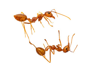Two reddish-brown ants engaged in a struggle