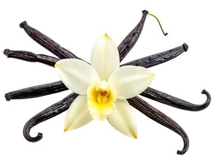 Vanilla orchid and beans. Close up shot